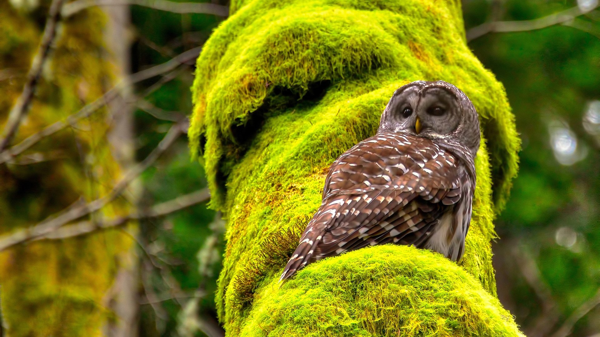 冷面刺客!英格拉姆关键先生本色,步行者险胜火箭锁定季后赛门票