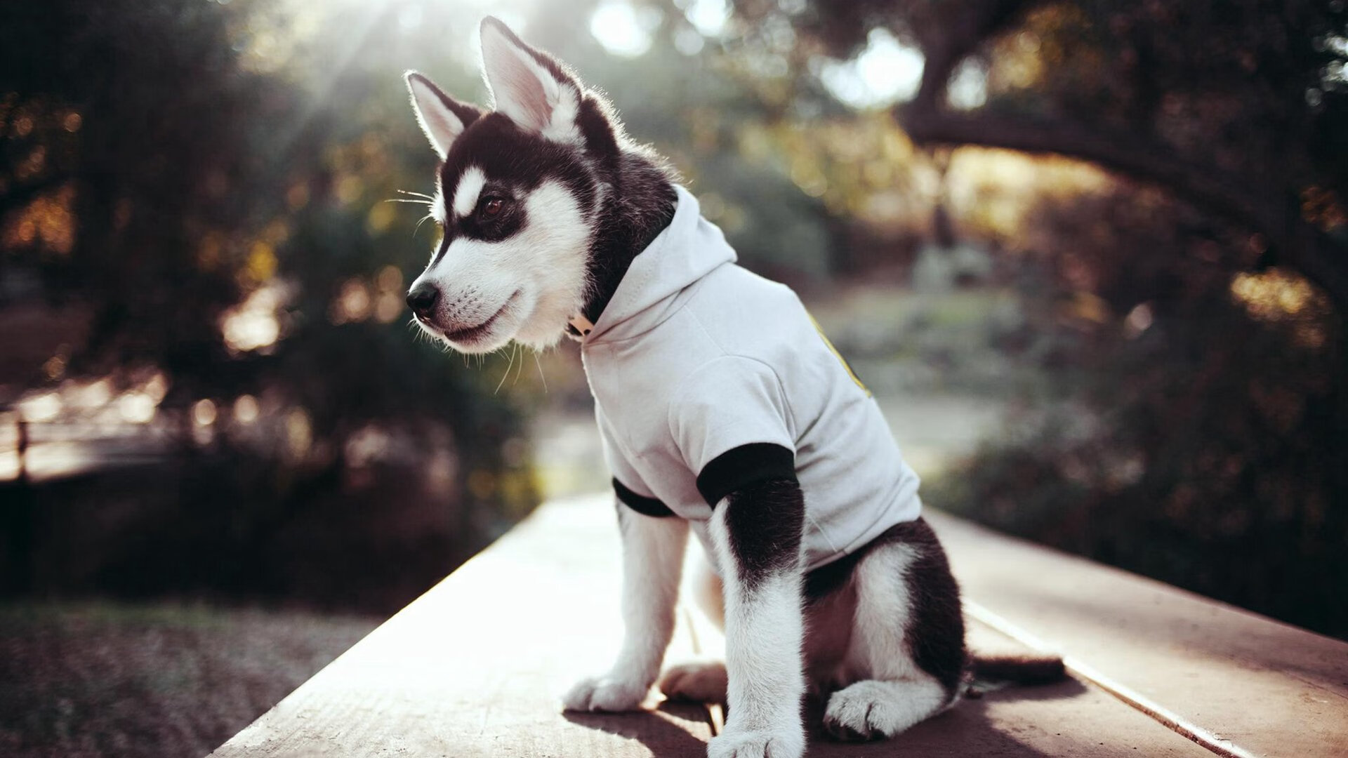 皮克宣言,防守是最高级的进攻艺术