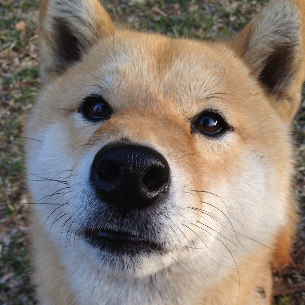 冰火交锋,劳塔罗一箭定江山,国际米兰加拿大巅峰力克皇家马德里