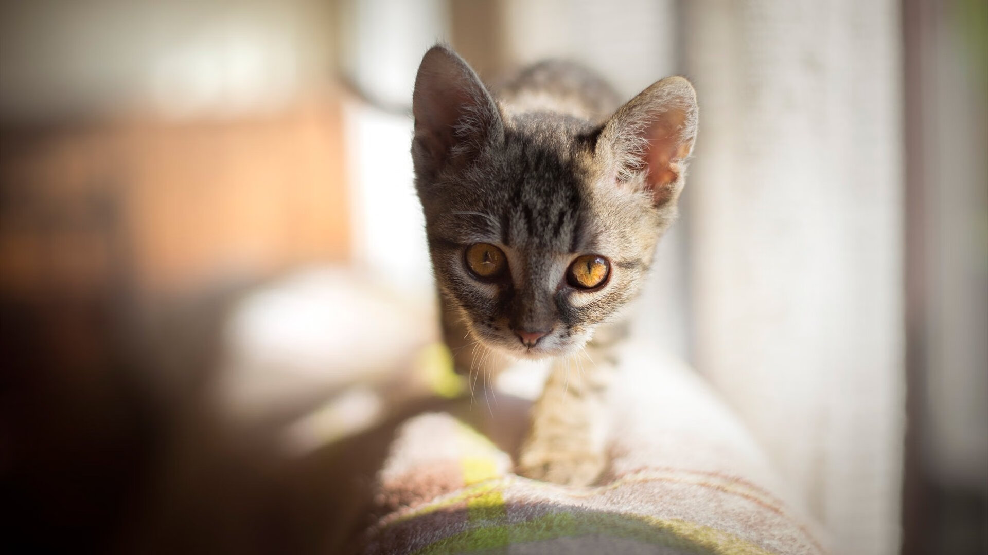 1974，威斯特法伦的子弹，当多特蒙德的铁蹄碾过种族隔离的幽灵