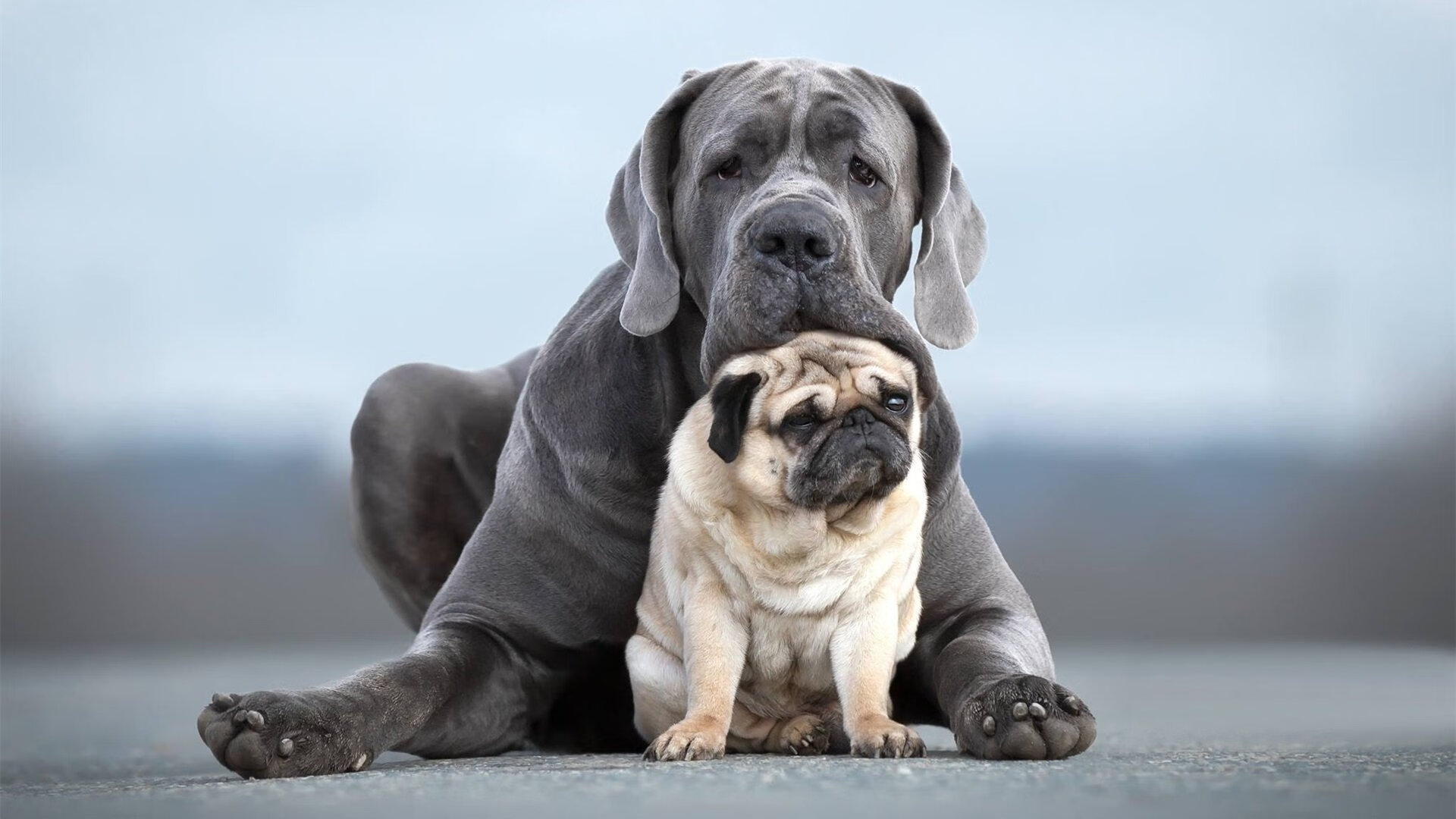 当森林狼如黑云压城，库里化身恒星点燃苍穹，双线狂飙的NBA之夜