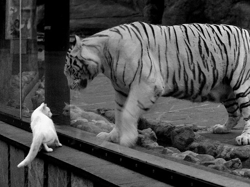 绿茵的终极反差，当桑巴遇上钻石，C罗如何将变奏谱为胜利乐章