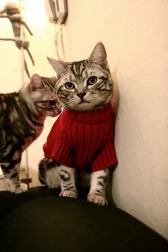 布鲁诺·戈尔多,最后一板与乒乓格局的无声裂变