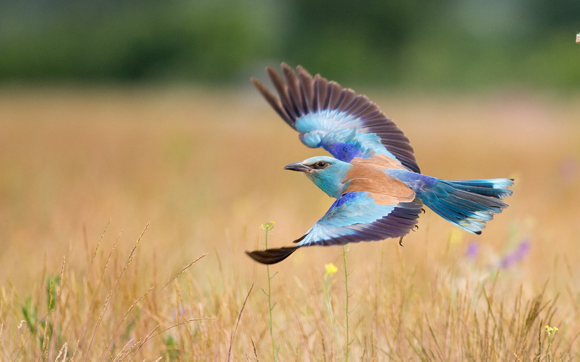 东游骑士的布克化身铁闸，冰冷防守浇灭独行侠燎原之火